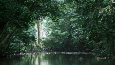 Gola Rainforest Sierra Leone